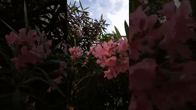 19.06.2023. Сочи. Цветущие кусты олеандра/ Sochi. Flowering oleander bushes