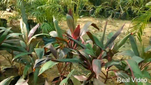 Purple Prince Plant смотреть онлайн