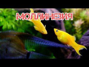 МОЛЛИНЕЗИЯ. СОДЕРЖАНИЕ В АКВАРИУМЕ
