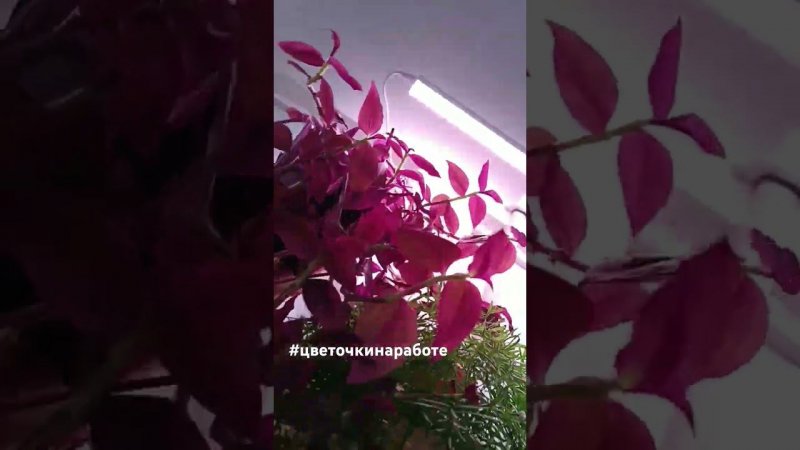 #цветочкинаработе