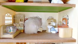 ХОМЯКИ В ДОМИКЕ И КОШКА (разная нарезка)...    ****((((()))))))))