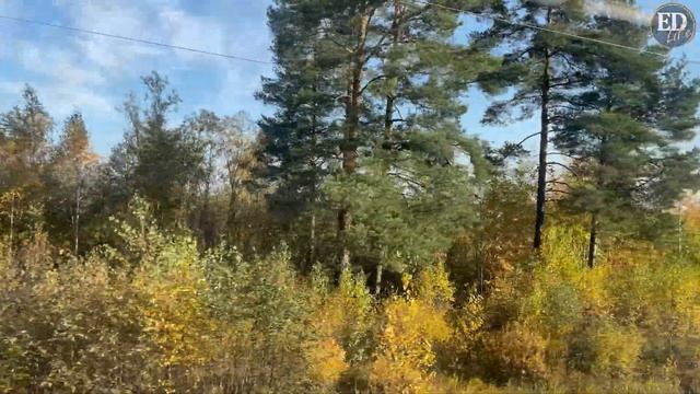 Золотая осень 2021 в Санкт-Петербурге смотреть онлайн