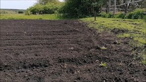 Самодельный минитрактор. Пробуем пахать целину.