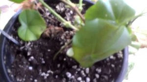 Герань плющелистная.Подготовка к периоду покоя.