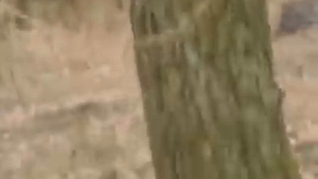 Зимние опята!?Свежие грибы круглый год!??15 января 2020 г. г Старобельск.Луганская обл. смотреть онлайн