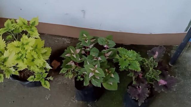 Simpleng Garden Pots na magandang gamitin sa ating mga Garden смотреть онлайн
