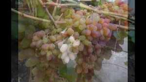 ВИНОГРАД АРОЧНЫЙ ФОТО И ОПИСАНИЕ