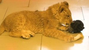 Симба, львенок, который НЕ МОГ ХОДИТЬ - ПОШЕЛ САМ! Новогодний ПОДАРОК судьбы! Тайган ИСЦЕЛЯЕТ!