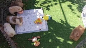 Если вы решились завести Шпица. Часть 2.Как кормить щенка? #купитьшпица #шпиц #померанскийшпиц