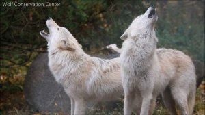 Wolf Howl Duet