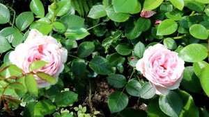 Роза с "зелёным островом" и еще 13 стойких красавиц.