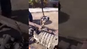 Минитрактор своими руками лифан 13 л.с дизель