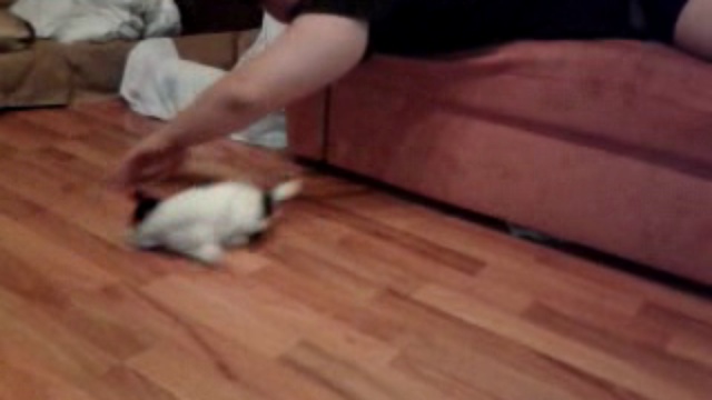 Video0008