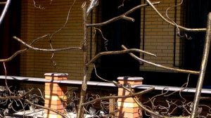 Красивая шпалера для винограда возле дома ,  стойки для винограда и вьющихся растений