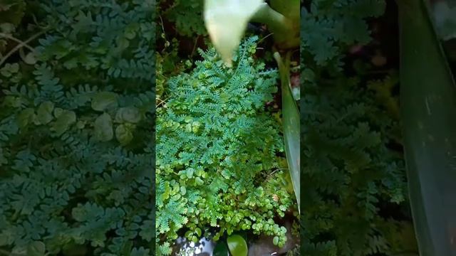selaginella uncinata с эффектом иризации