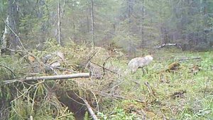 Волк на приваде (фотоловушка).