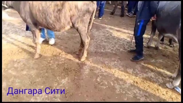 молбозори Дангара 15 10 2023 г