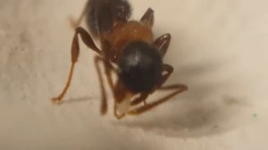 муравей кушает :) ant_store