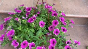 Петуния каскадная Питайя. Petunia Cascadias Pitaya