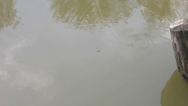 Водомерка))) смотреть онлайн