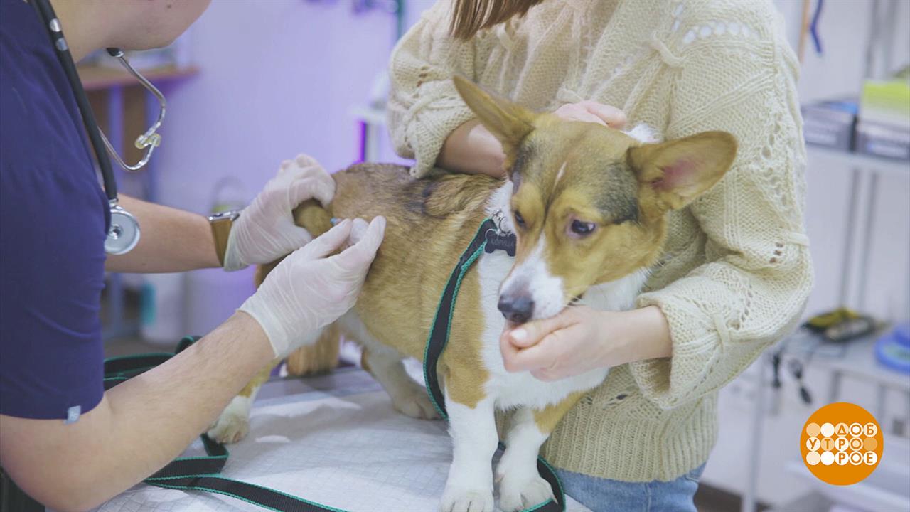 Корица прививок не боится. Доброе утро. Фрагмент выпуска от 20.03.2024