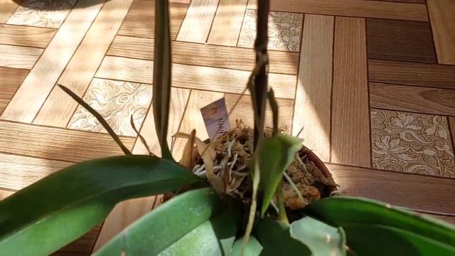развитие цветоносов у Psychpopsis Mariposa Special и его цветение?