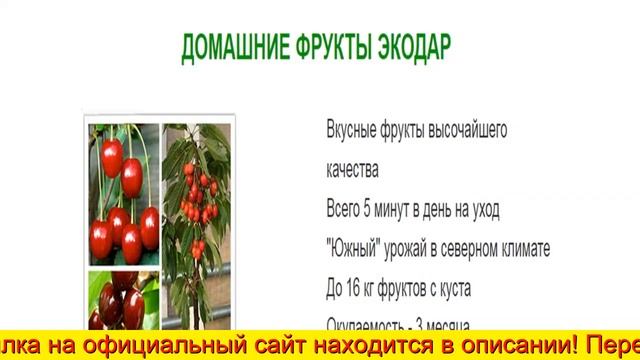 Лимонное Дерево В Горшке