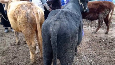 Карши карвон мол бозори 25 миллионы букалар 26 02 2024 нархлари