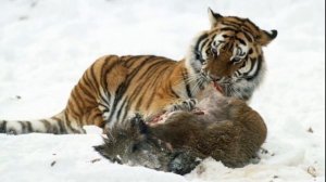 Siberian Tiger Vs Grizzly Bear - The Ultimate Verdict (2022)