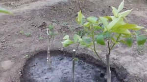 Скороплодный грецкий орех Идеал