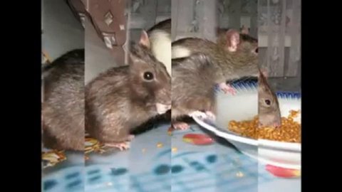 Грызуны грызут