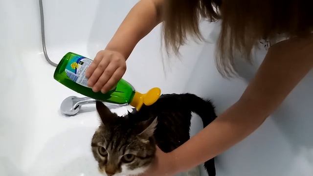 Как купать кошку смотреть онлайн