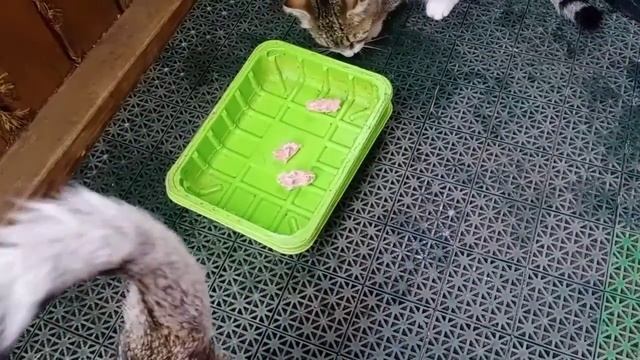 Могут ли кошки съесть сырые куриные шеи смотреть онлайн