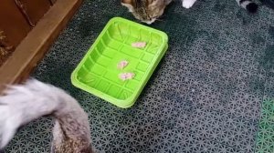 Могут ли кошки съесть сырые куриные шеи