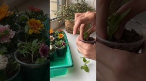 Супер простой способ укоренить петунию и сохранить маточник на зиму#петуния#дачныедела#черенкование