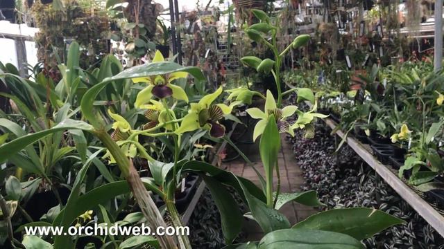 OrchidWeb - Dendrobium Andree Millar & Green Mist смотреть онлайн