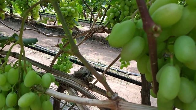 Виноград в теплице 20.06.2019 . Шарада UA . смотреть онлайн