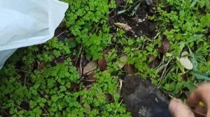 Посадил гриб синеножку(лиловоногую рядовку) в саду, что из этого получилось???? Эксперимент!!!!