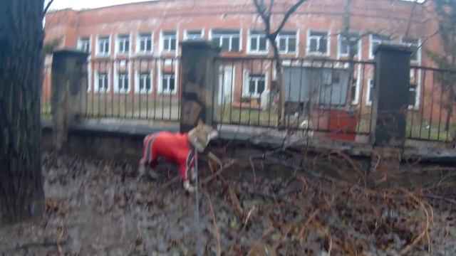 Домашний волк Макс и Алабай смотреть онлайн