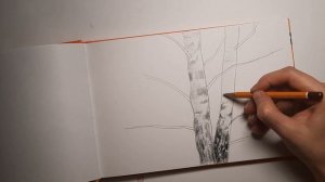 Как нарисовать ствол дерева простым карандашом. Береза карандашом