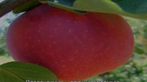 Пепин шафранный