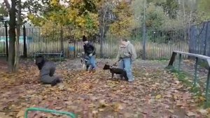 Питбуль и американский булли. Работа в паре😬