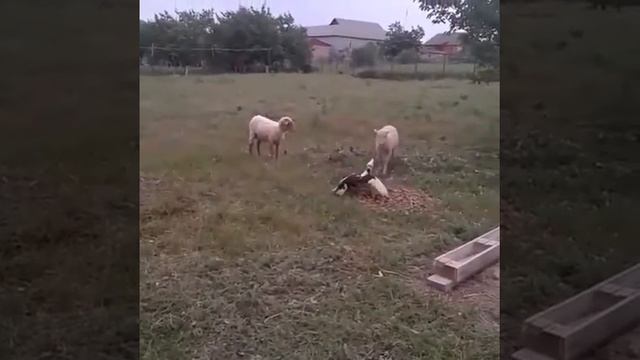 Бой без правил животных смотреть онлайн