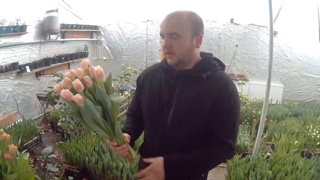 Вирощування тюльпанів. Тюльпани Сієста. Tulips Siesta. Купити тюльпани Сієста / Тюльпаны Сиеста.