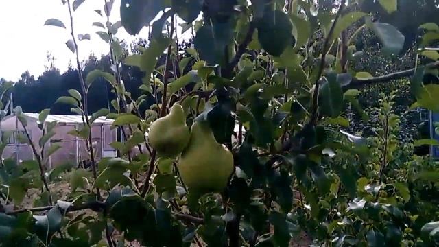 Груша, средняя. Крупная, сладкая. смотреть онлайн