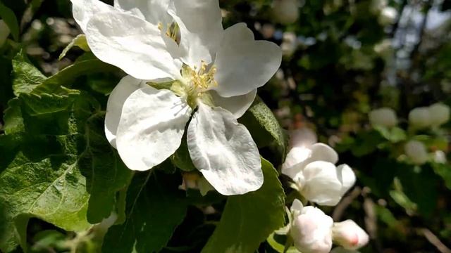 Видео - подарок на День Рождения смотреть онлайн