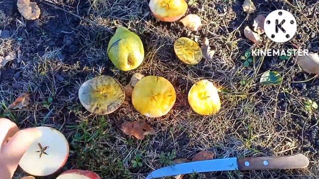 @Сад МЕЧТЫ. Сбор урожая. Лигол, Чемпион, Ред чиф. смотреть онлайн