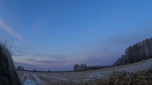 ТАКОЙ ОХОТЫ НА ТЕТЕРЕВА У МЕНЯ НЕБЫЛО!!!!! ШИКАРНАЯ ОХОТА НА ТЕТЕРЕВА С ЧУЧЕЛАМИ!!!!