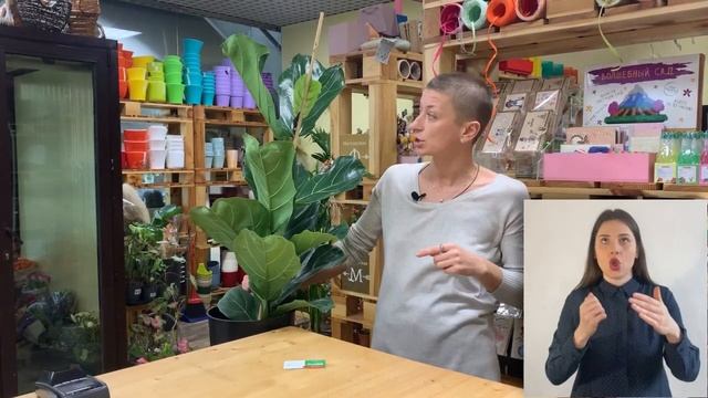 Фикус Лирата - большой брат фикуса Лирата Бамбино { СУРДОПЕРЕВОД } Неприхотливый комнатный цветок смотреть онлайн
