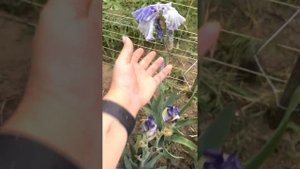 Начало цветения ирисов
